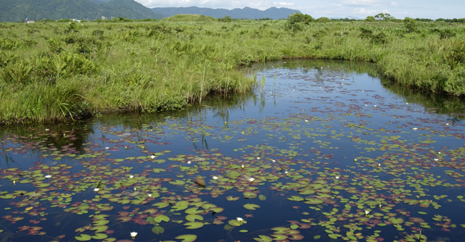 静狩湿原